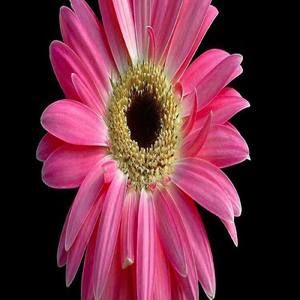 Meet your Posher, Janene